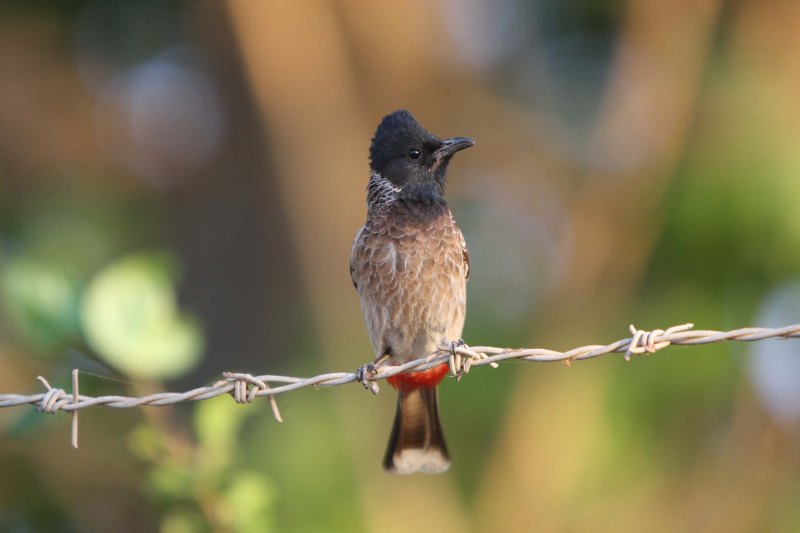 Red vented Bulbul