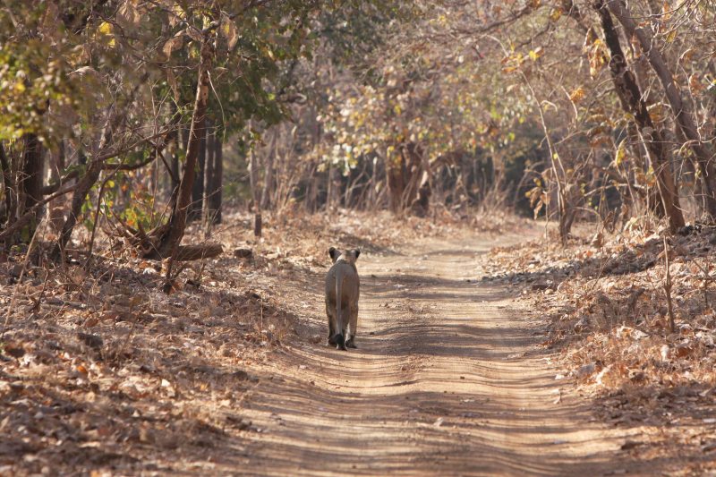 lionness on route.2 Gir National Park, 2008