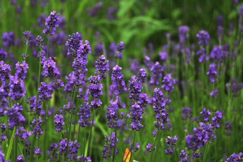 lavenders
